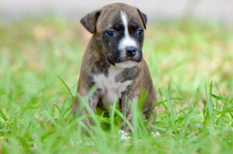 4 weeks
