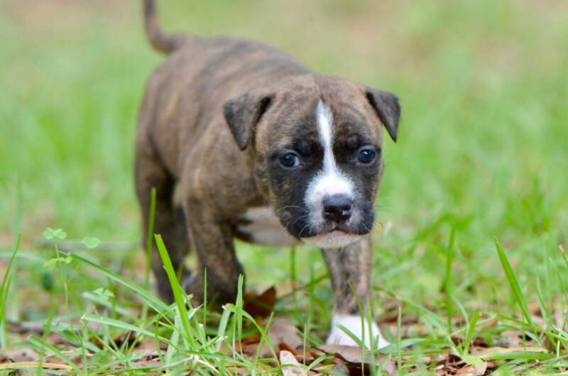4 weeks