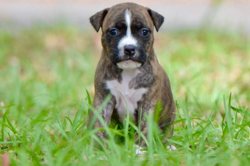 4 weeks