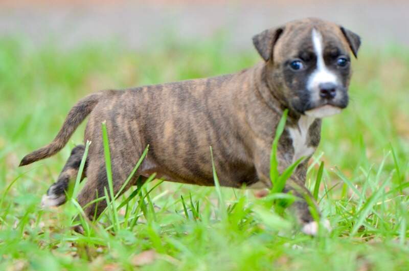 4 weeks