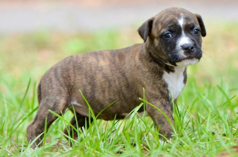4 weeks