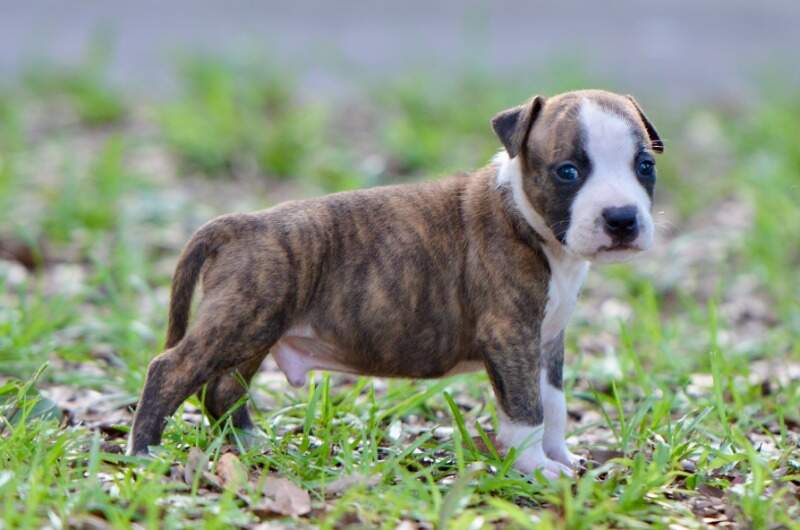 5 weeks