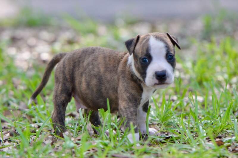 5 weeks
