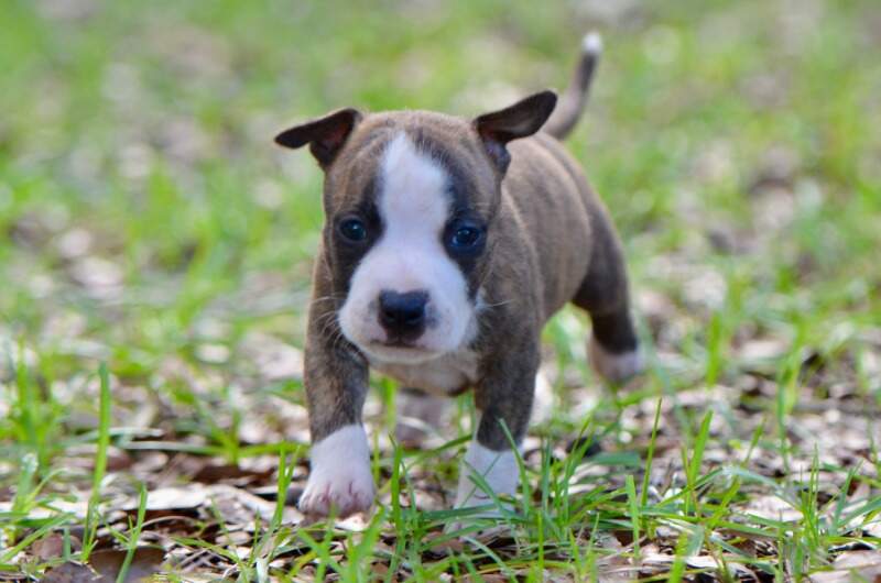 5 weeks