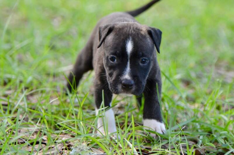 5 weeks
