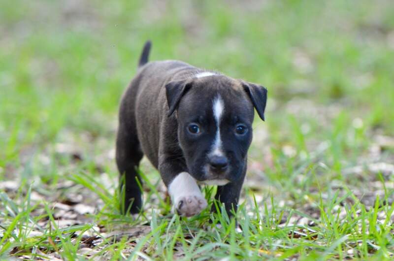 5 weeks