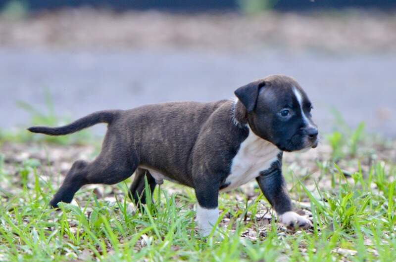 5 weeks