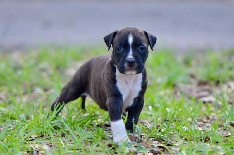 5 weeks