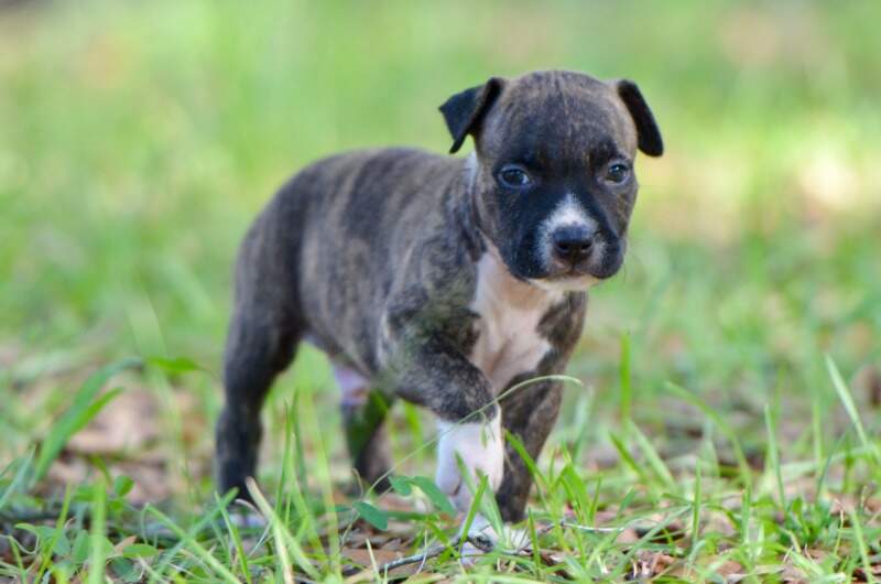 5 weeks