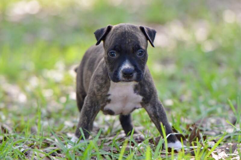 5 weeks