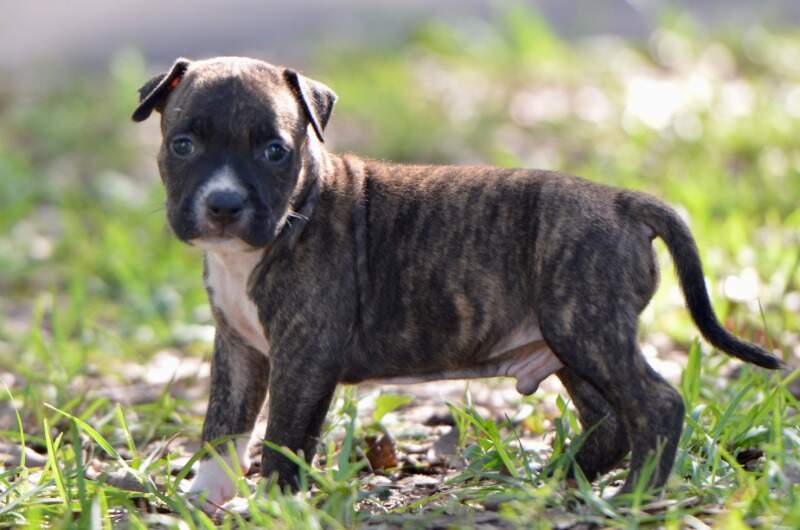 5 weeks
