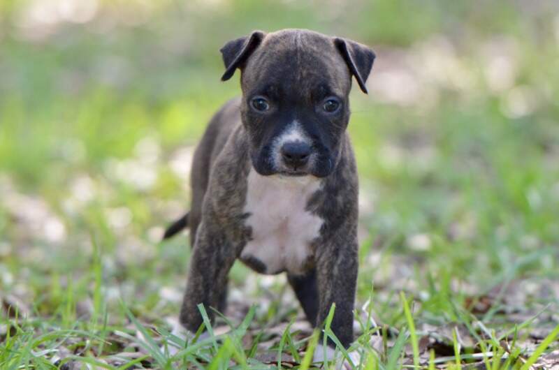 5 weeks