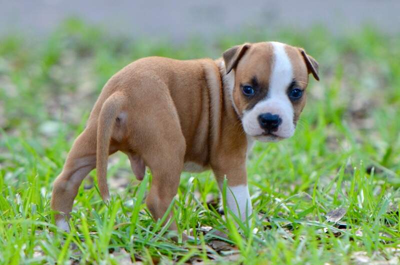 5 weeks