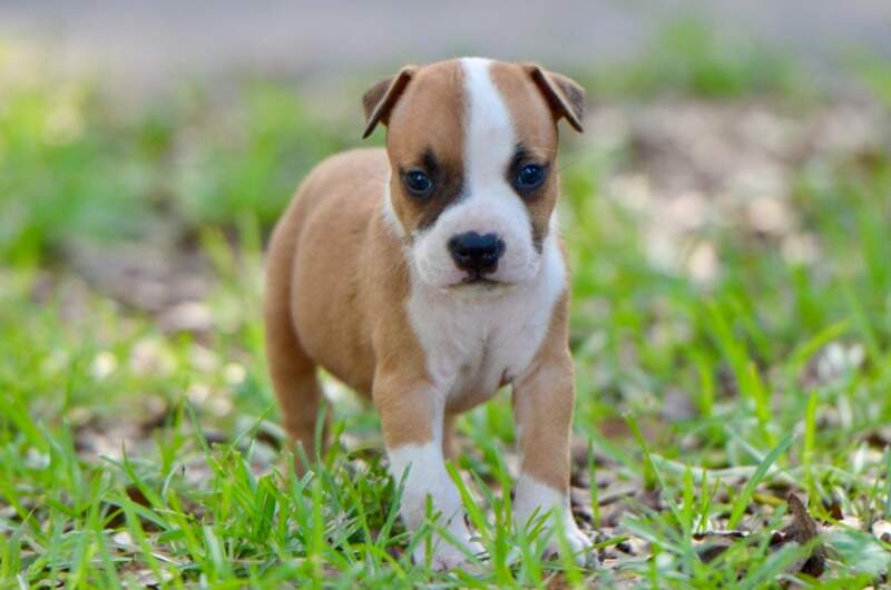 5 weeks