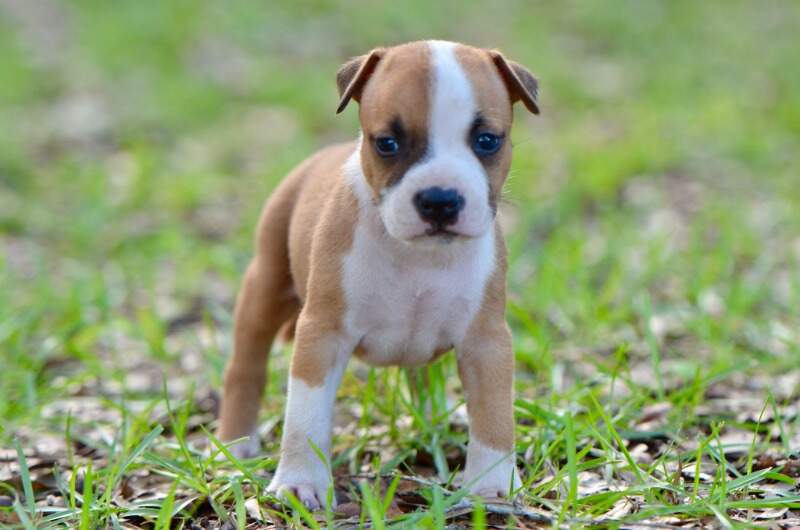 5 weeks