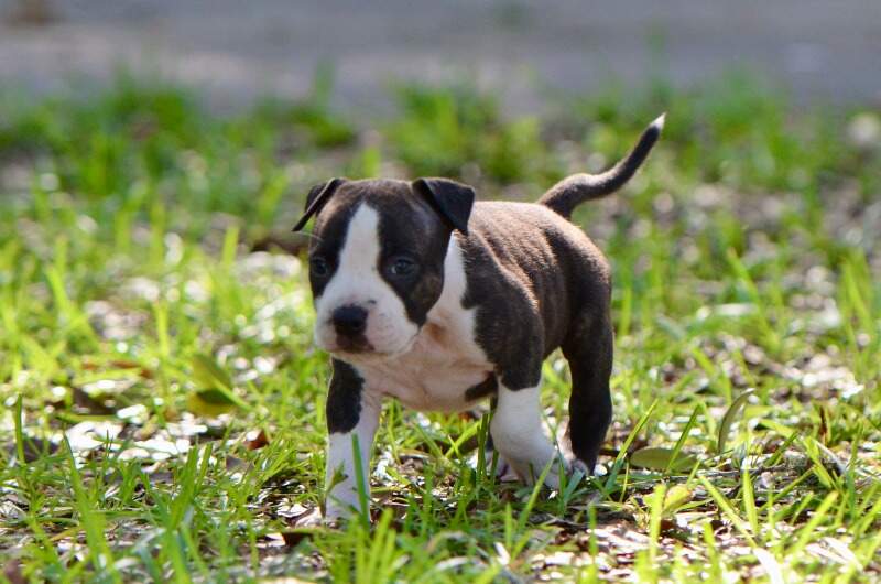 5 weeks