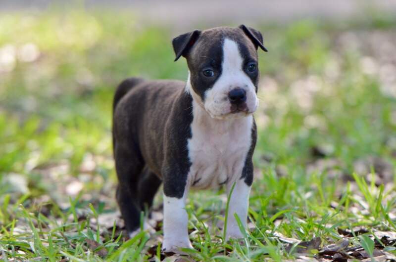 5 weeks