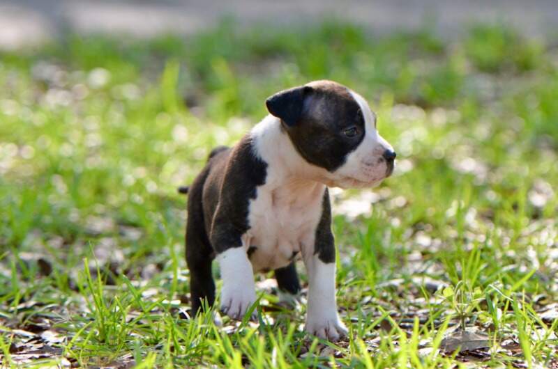 5 weeks