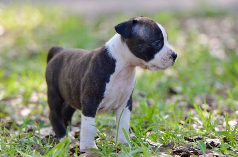 5 weeks