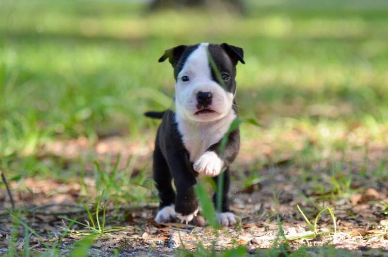 5 weeks