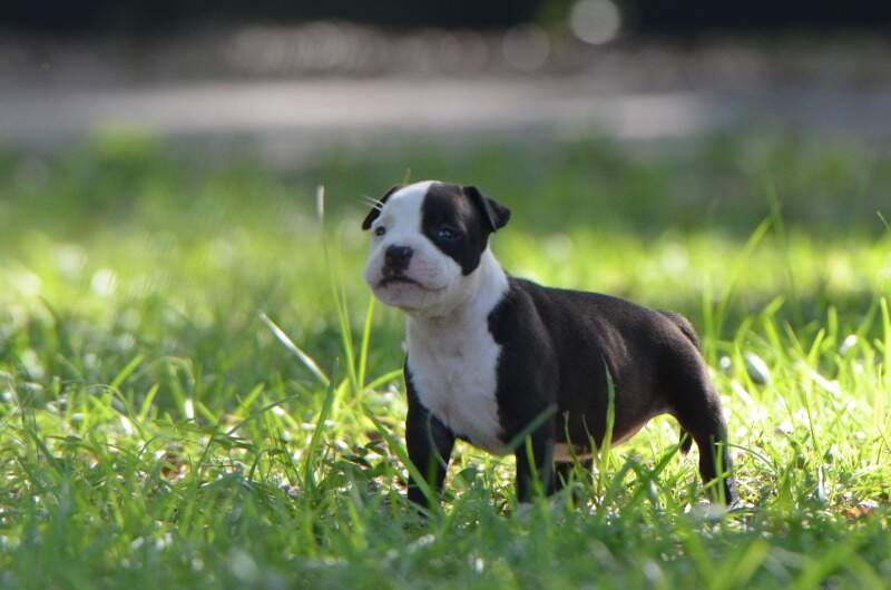 5 weeks