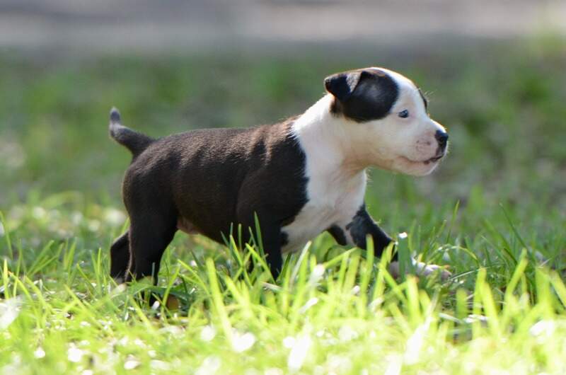 5 weeks