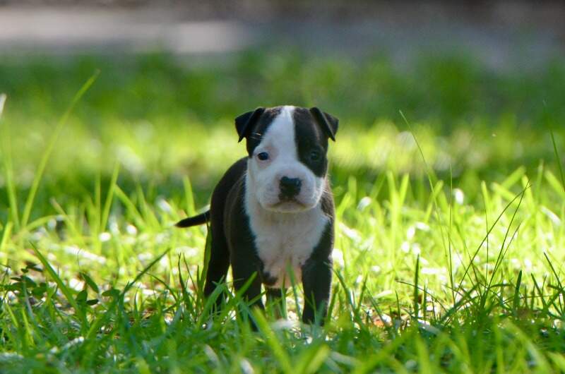 5 weeks