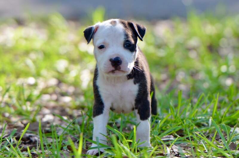 5 weeks