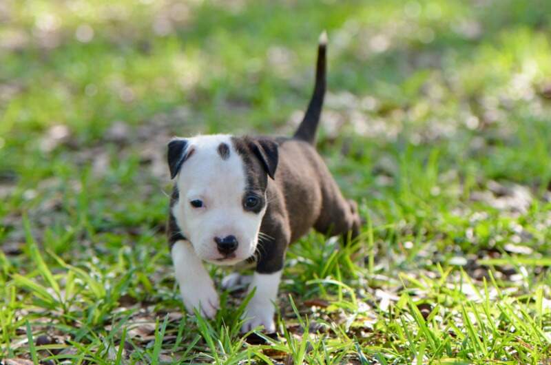 5 weeks