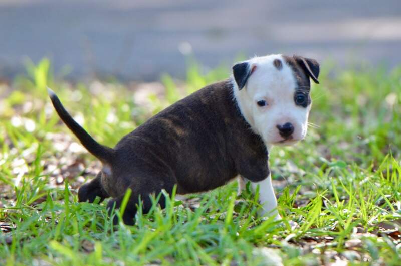 5 weeks