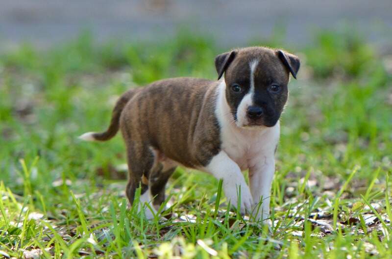 4 weeks