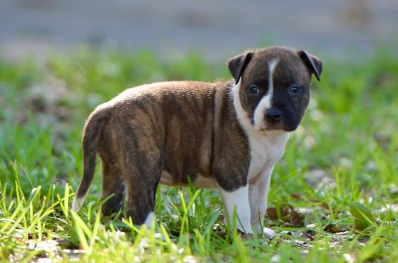4 weeks