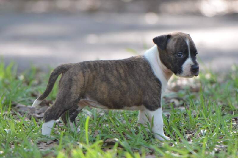4 weeks