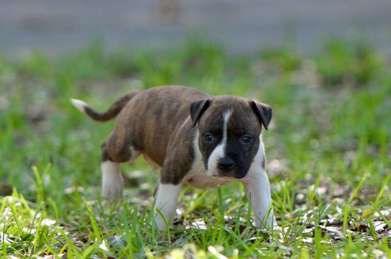 4 weeks