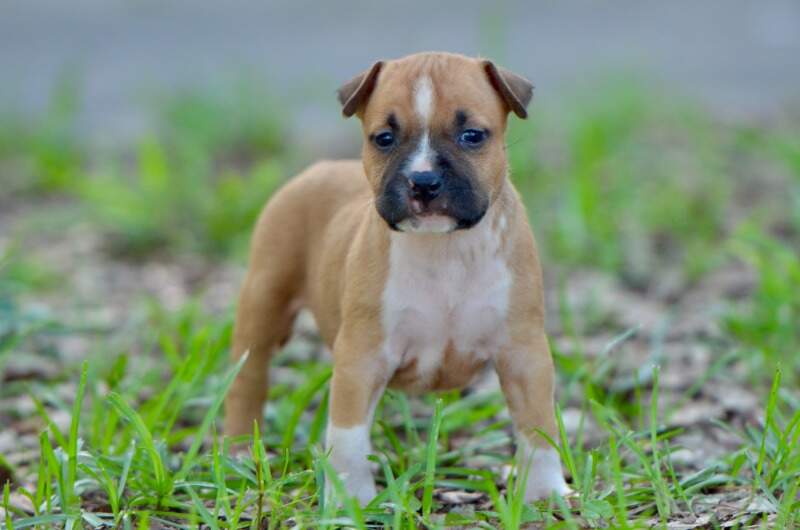 5 weeks