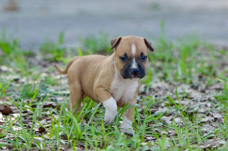 5 weeks