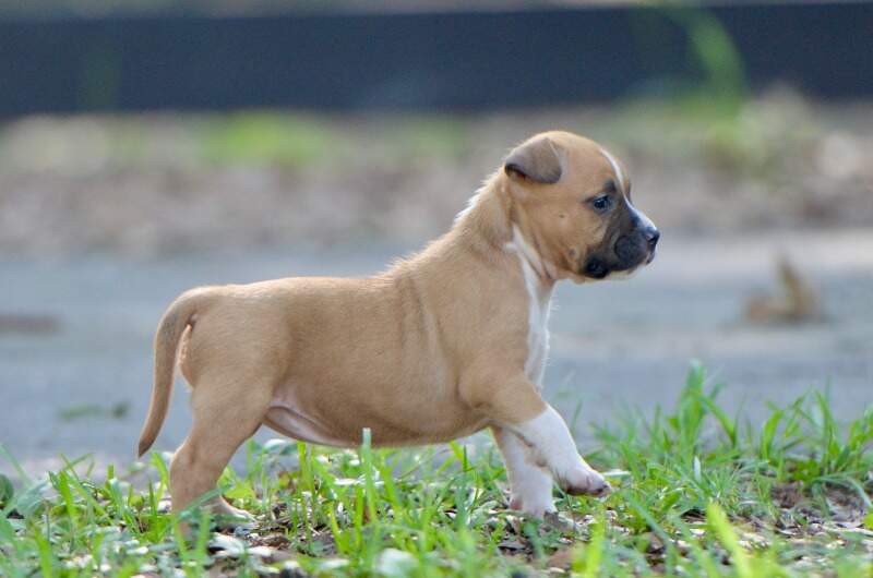 5 weeks