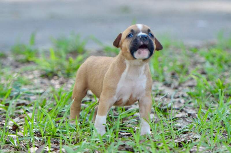5 weeks