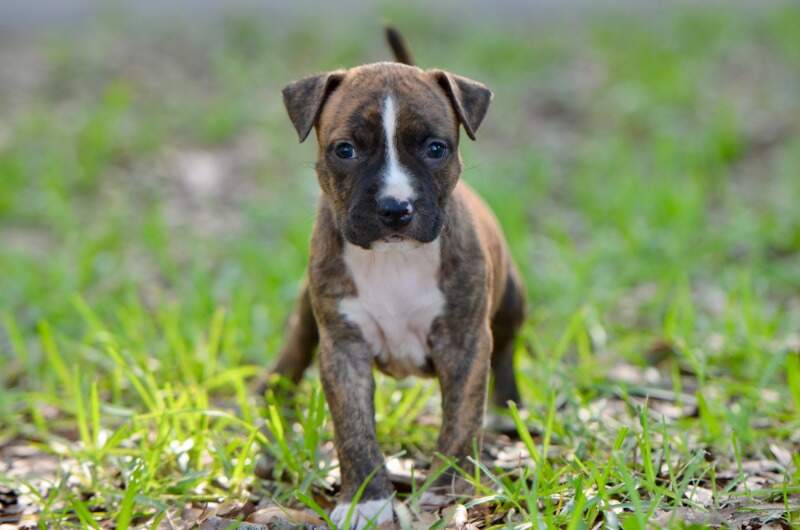 5 weeks