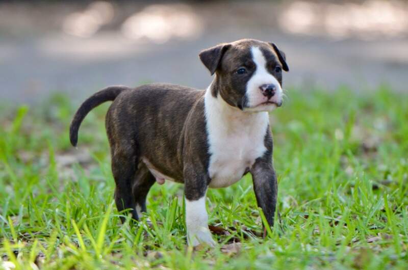 5 weeks