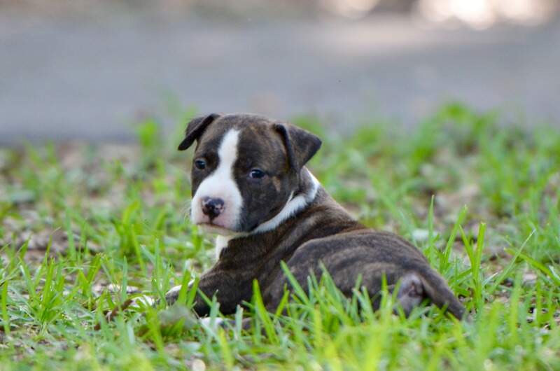5 weeks