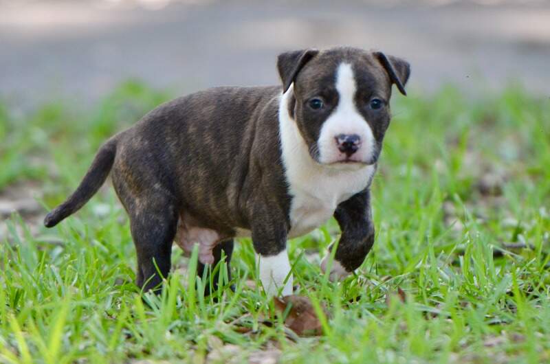 5 weeks
