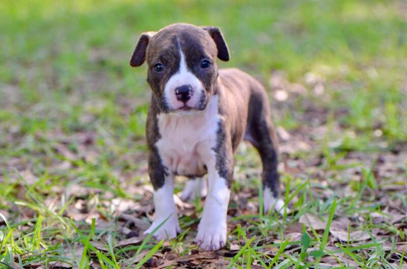5 weeks