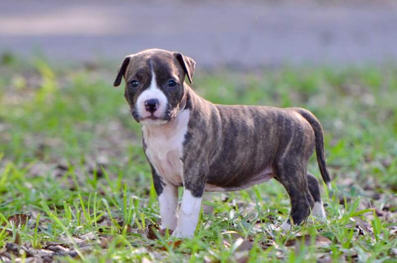5 weeks