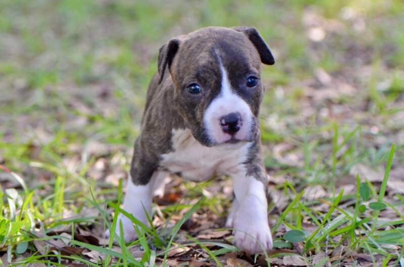 5 weeks