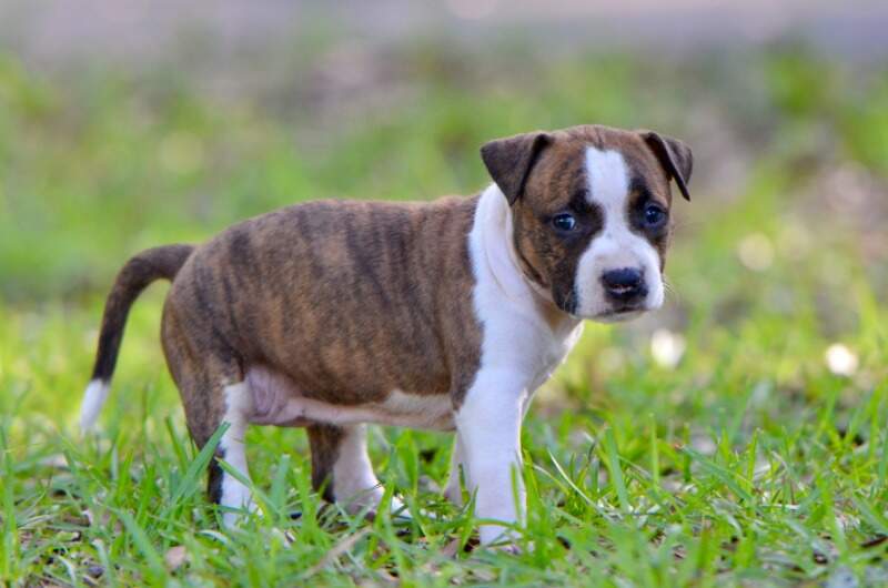 5 weeks