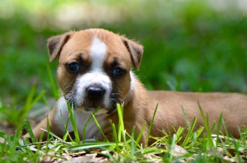4 weeks