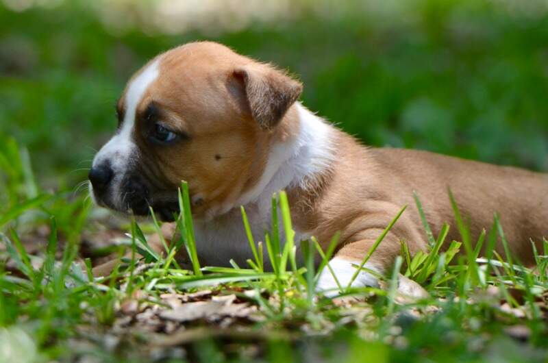 4 weeks