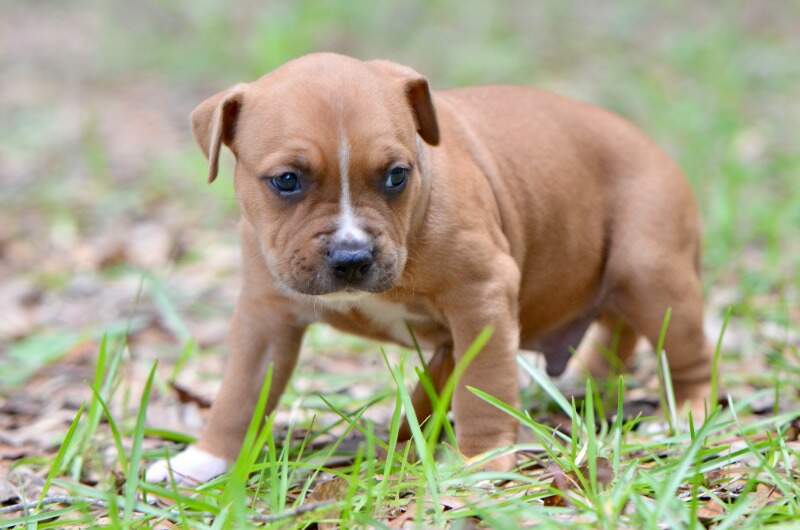 4 weeks