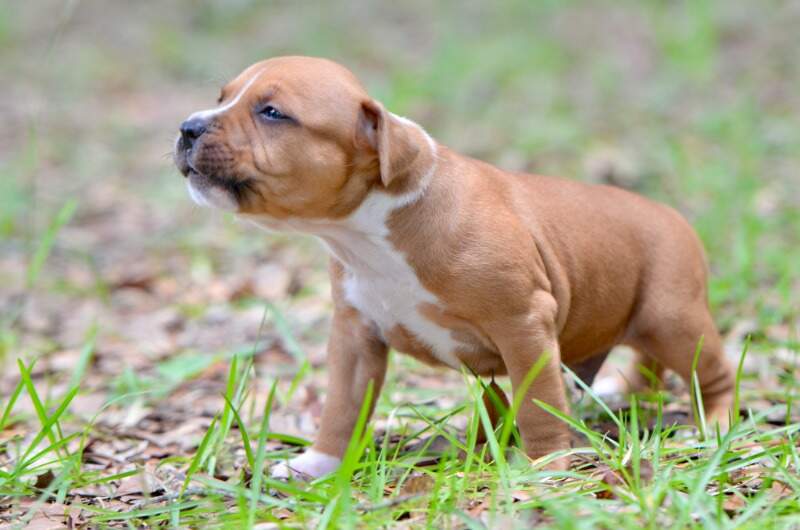 4 weeks